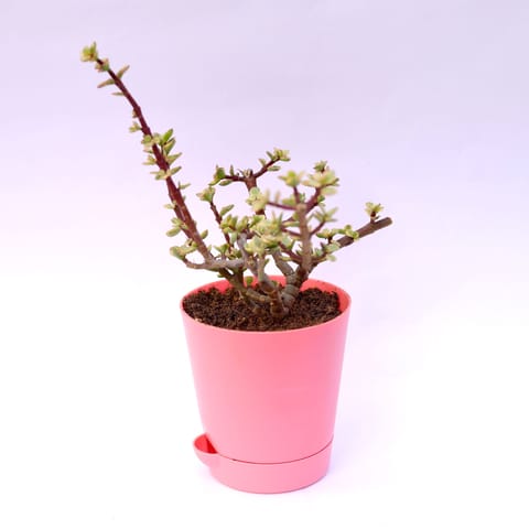 Jade Variegated Succulent in 4 Inch Pink Florence Self Watering Pot