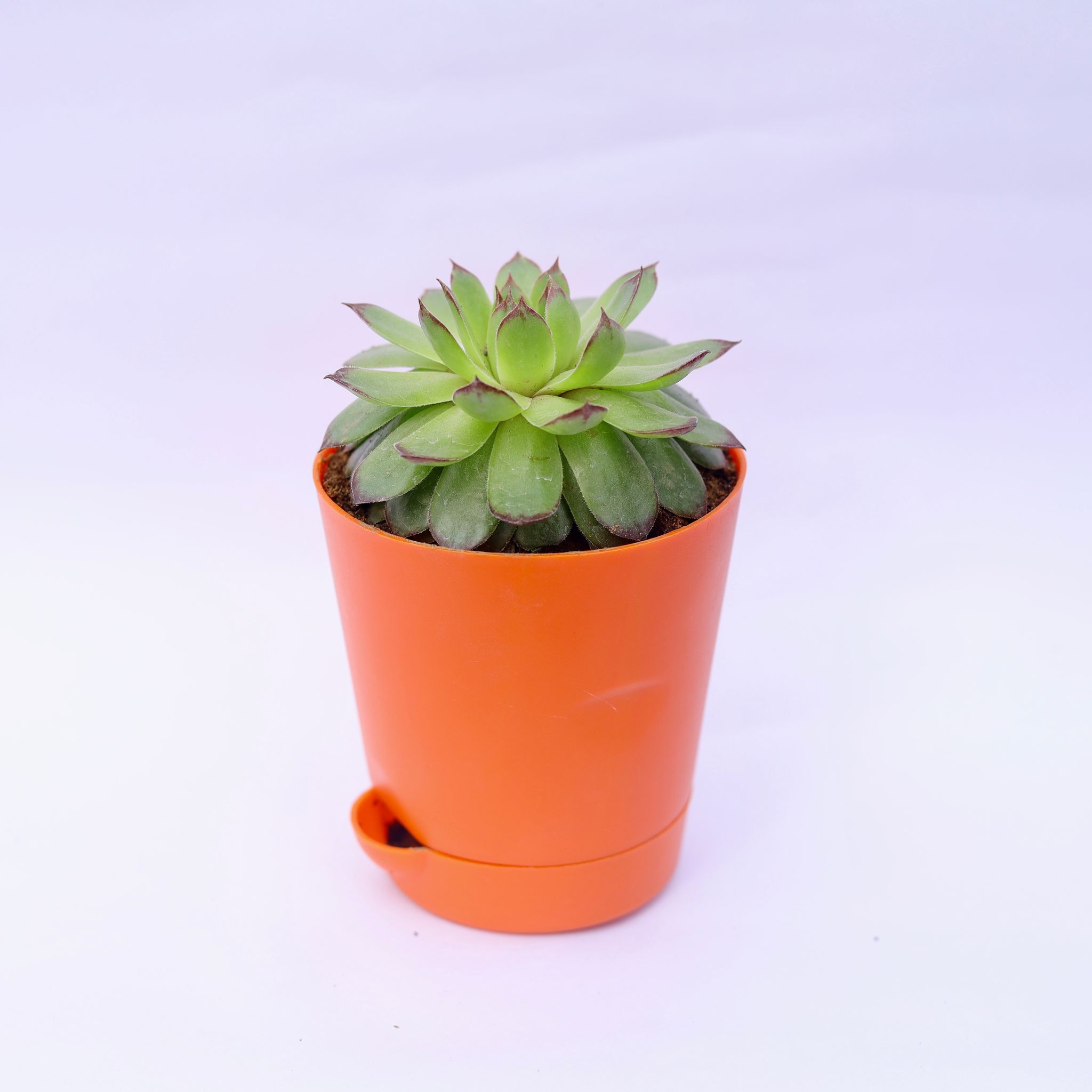 Lakshmi / Laxmi Kamal in 4 Inch Orange Florence Self Watering Pot