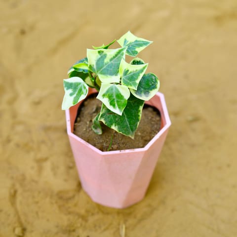 English Ivy in 4 Inch Pink Premium Diamanti Plastic Pot