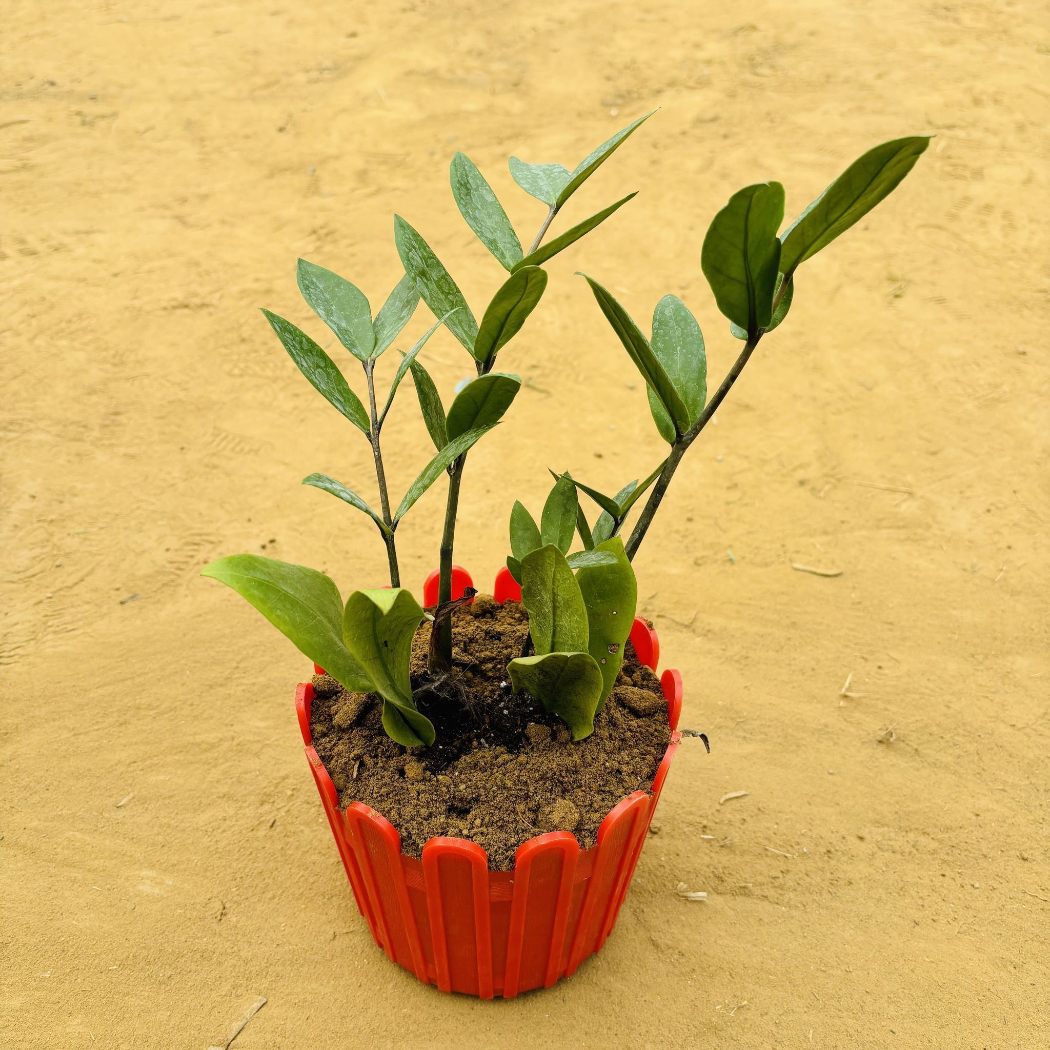 Zz Green in 6 Inch Red Premium Tippy Plastic Pot