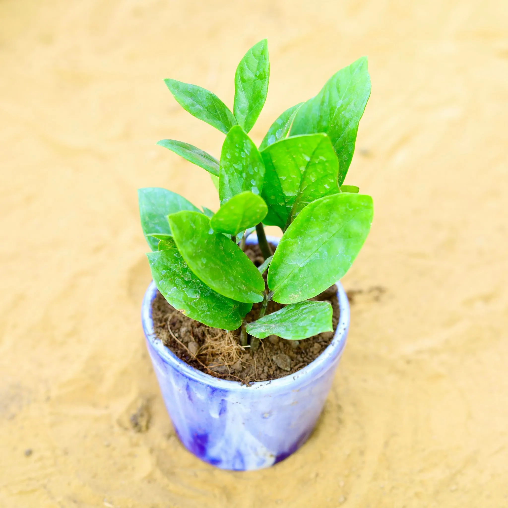 Zz Green in 4 Inch Blue Marble Painted Cylindrical Ceramic Pot