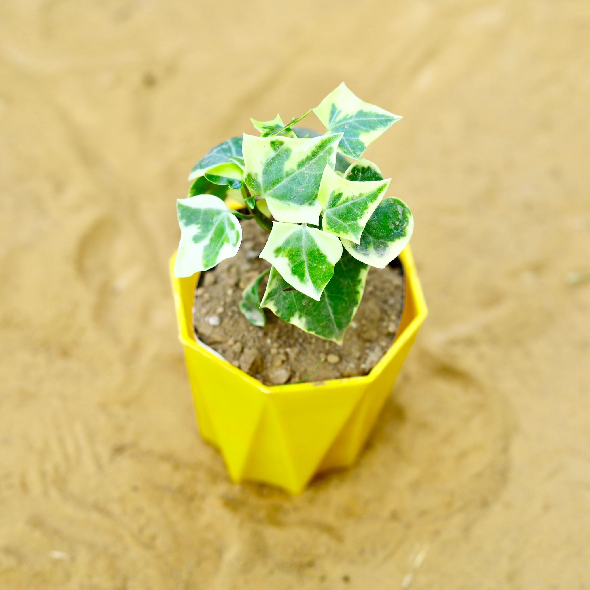 English Ivy in 4 Inch Yellow Premium Diamanti Plastic Pot