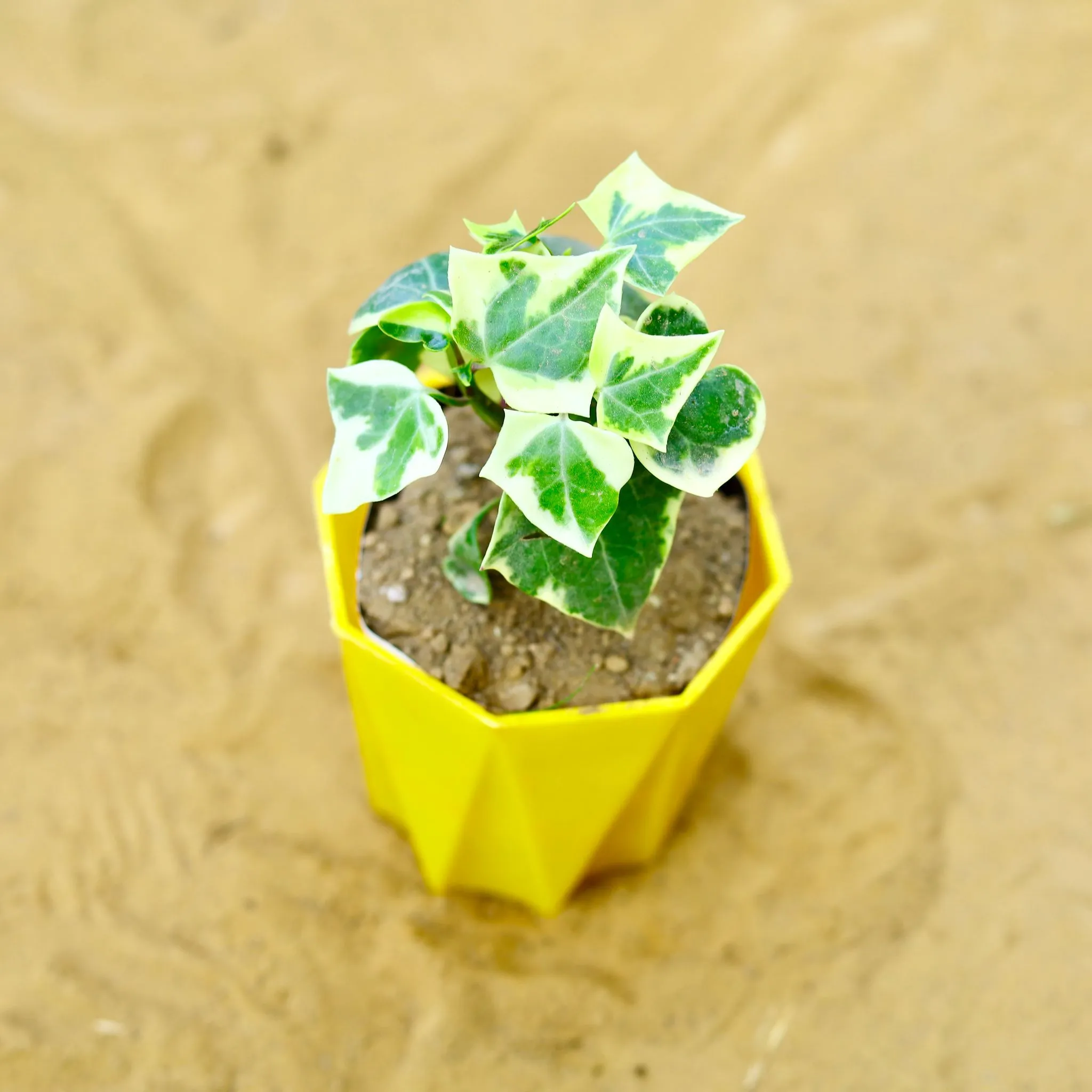 English Ivy in 4 Inch Yellow Premium Diamanti Plastic Pot