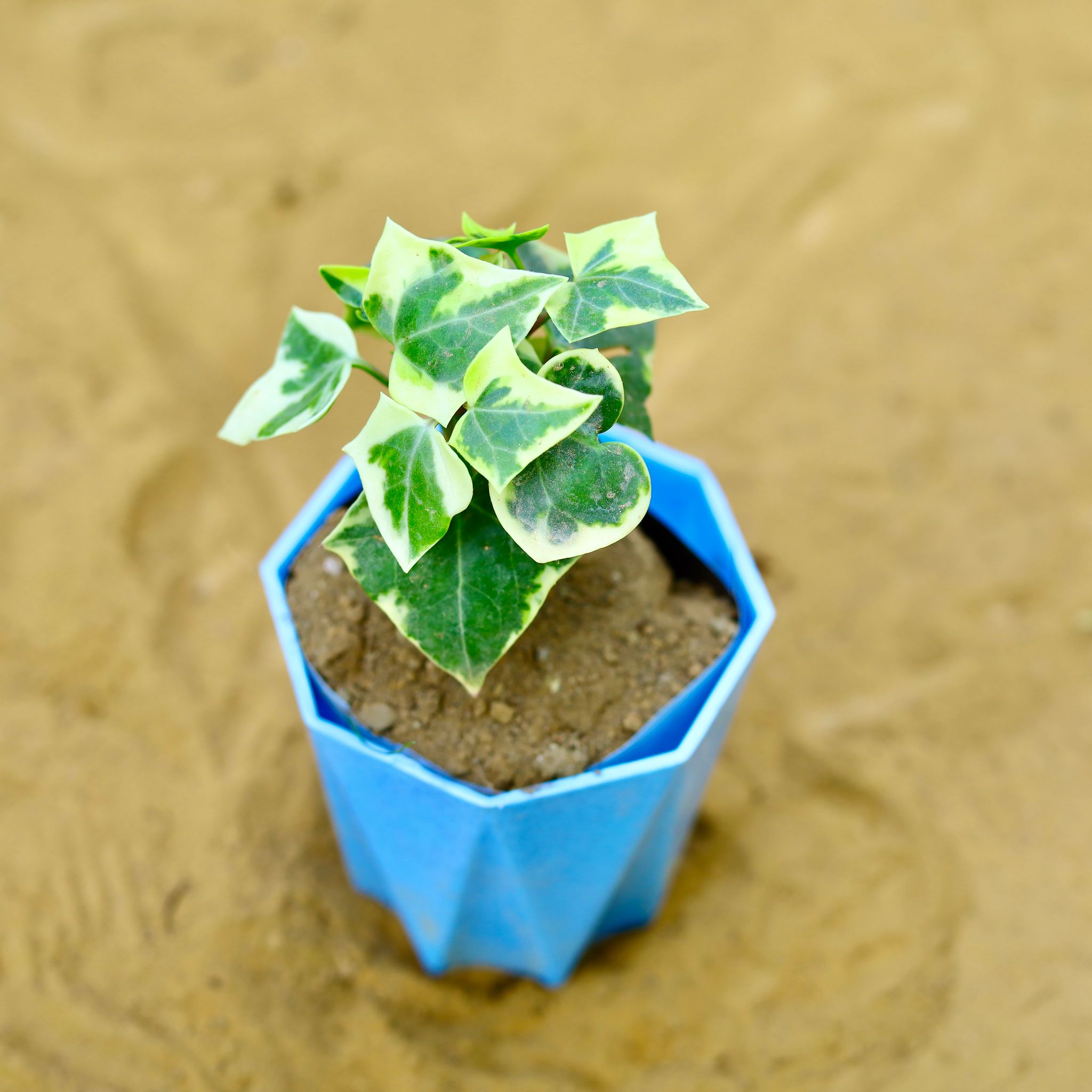 English Ivy in 4 Inch Blue Premium Diamanti Plastic Pot