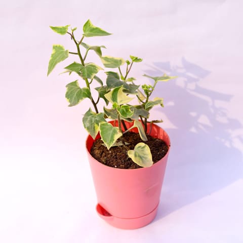 English Ivy in 4 Inch Pink Florence Self Watering Pot