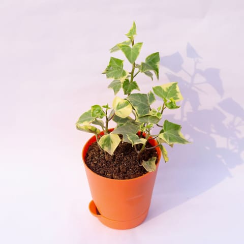 English Ivy in 4 Inch Orange Florence Self Watering Pot