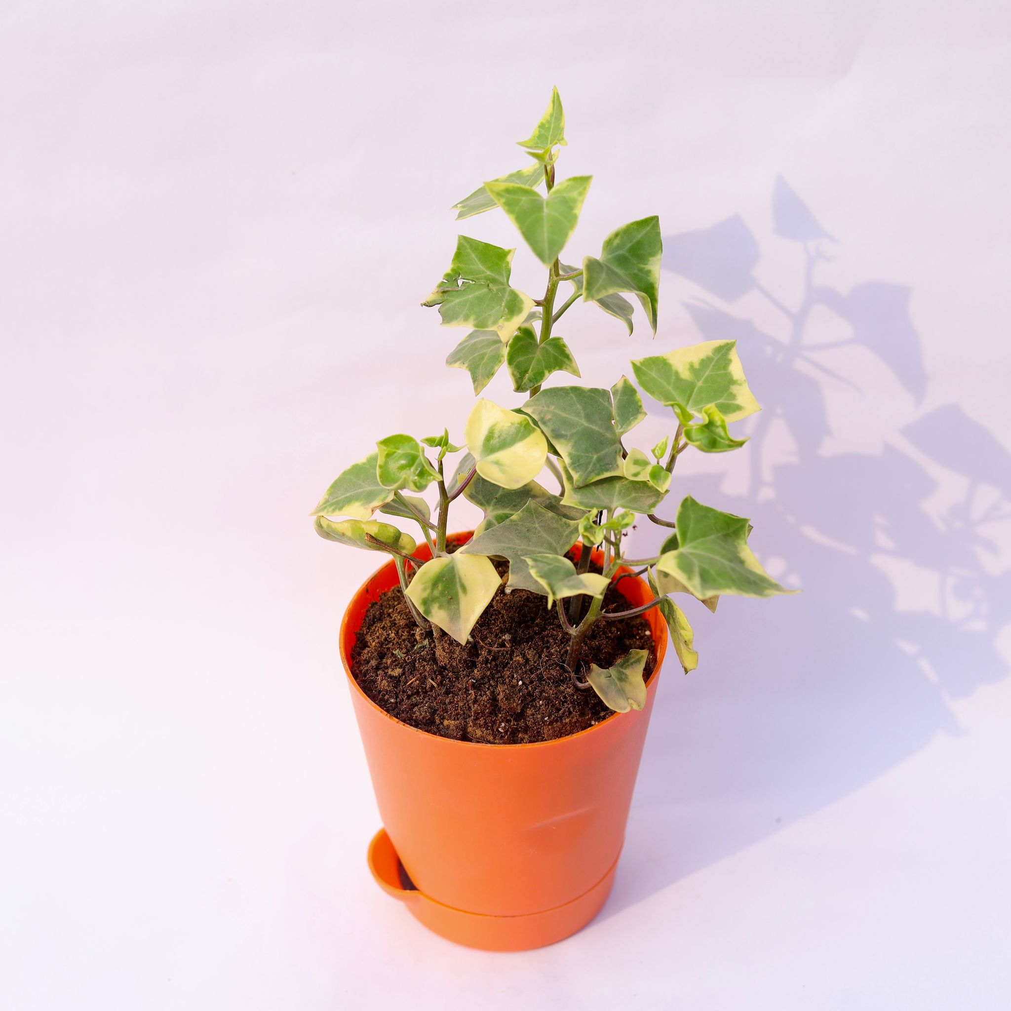 English Ivy in 4 Inch Orange Florence Self Watering Pot