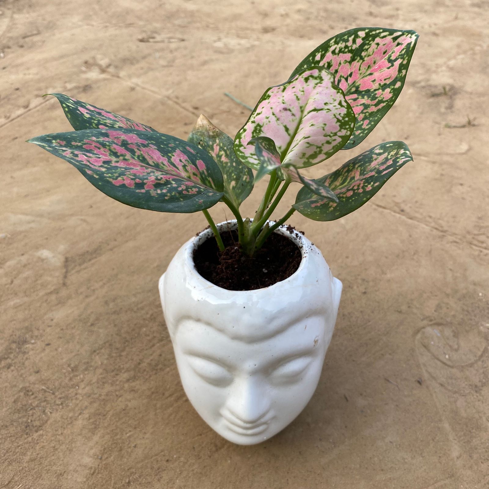 Aglaonema Pink in 6 Inch White Premium Buddha Plastic Pot