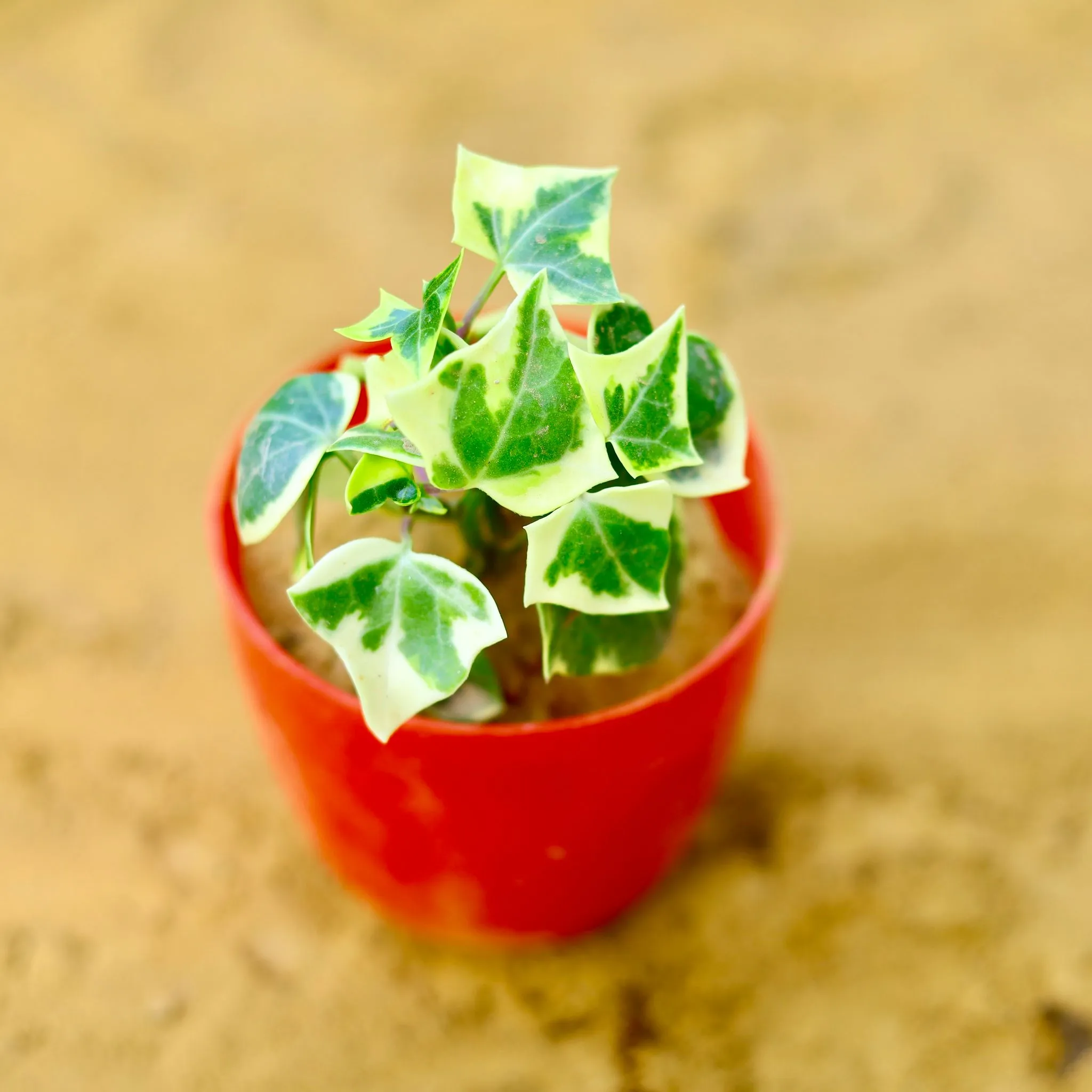 English Ivy in 4 Inch Red Premium Orchid Round Plastic Pot