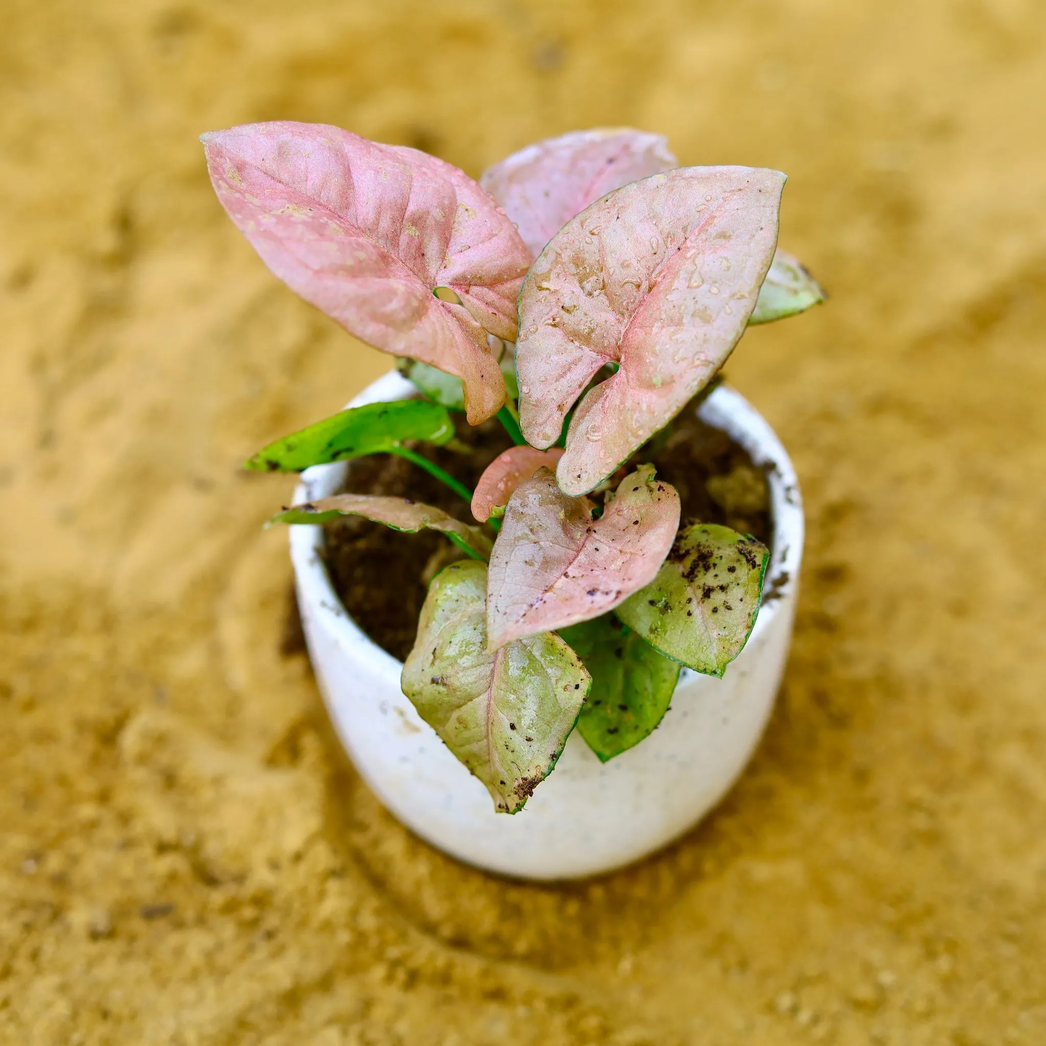 Syngonium Pixie Pink in 3.5 Inch White 3D Heart Handcrafted Textured Ceramic Pot