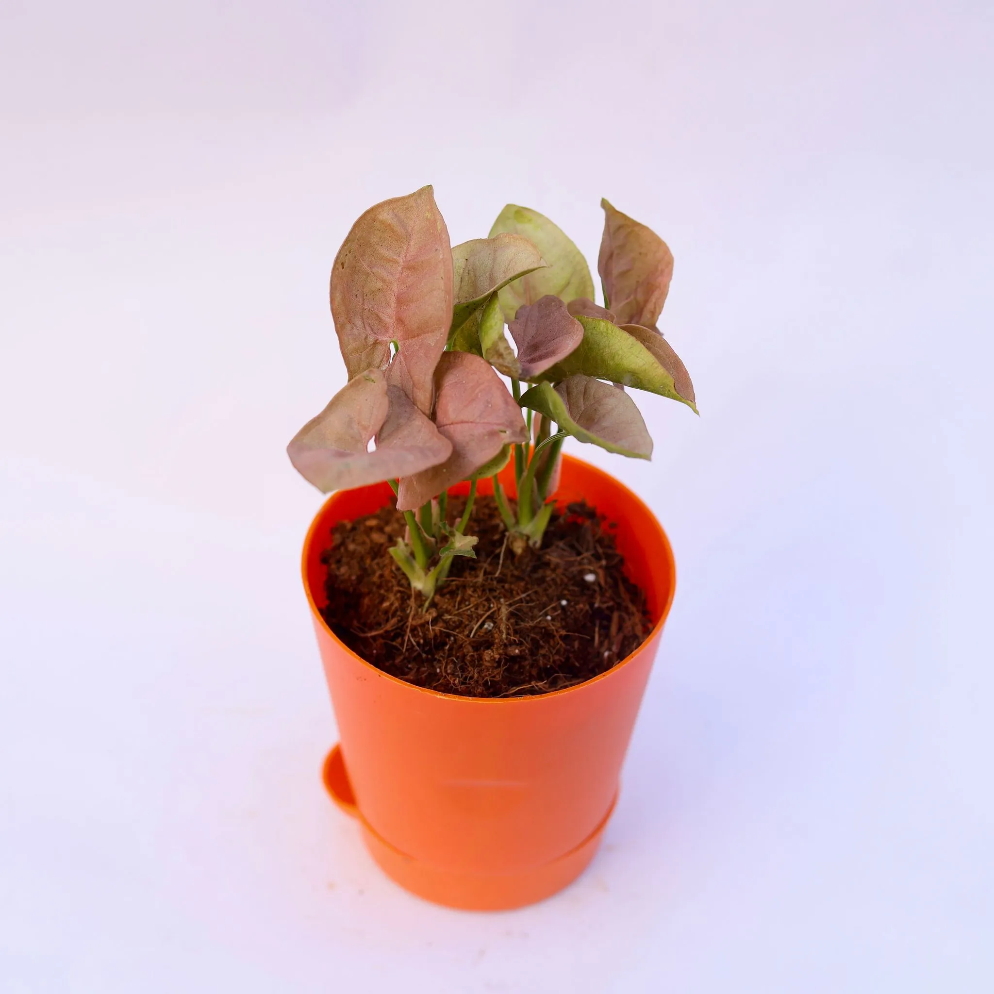 Syngonium Pixie Pink in 4 Inch Orange Florence Self Watering Pot