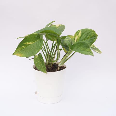 Money Plant Green in 4 Inch Live Fresh Plant White Florence Self Watering Pot in Sector 95