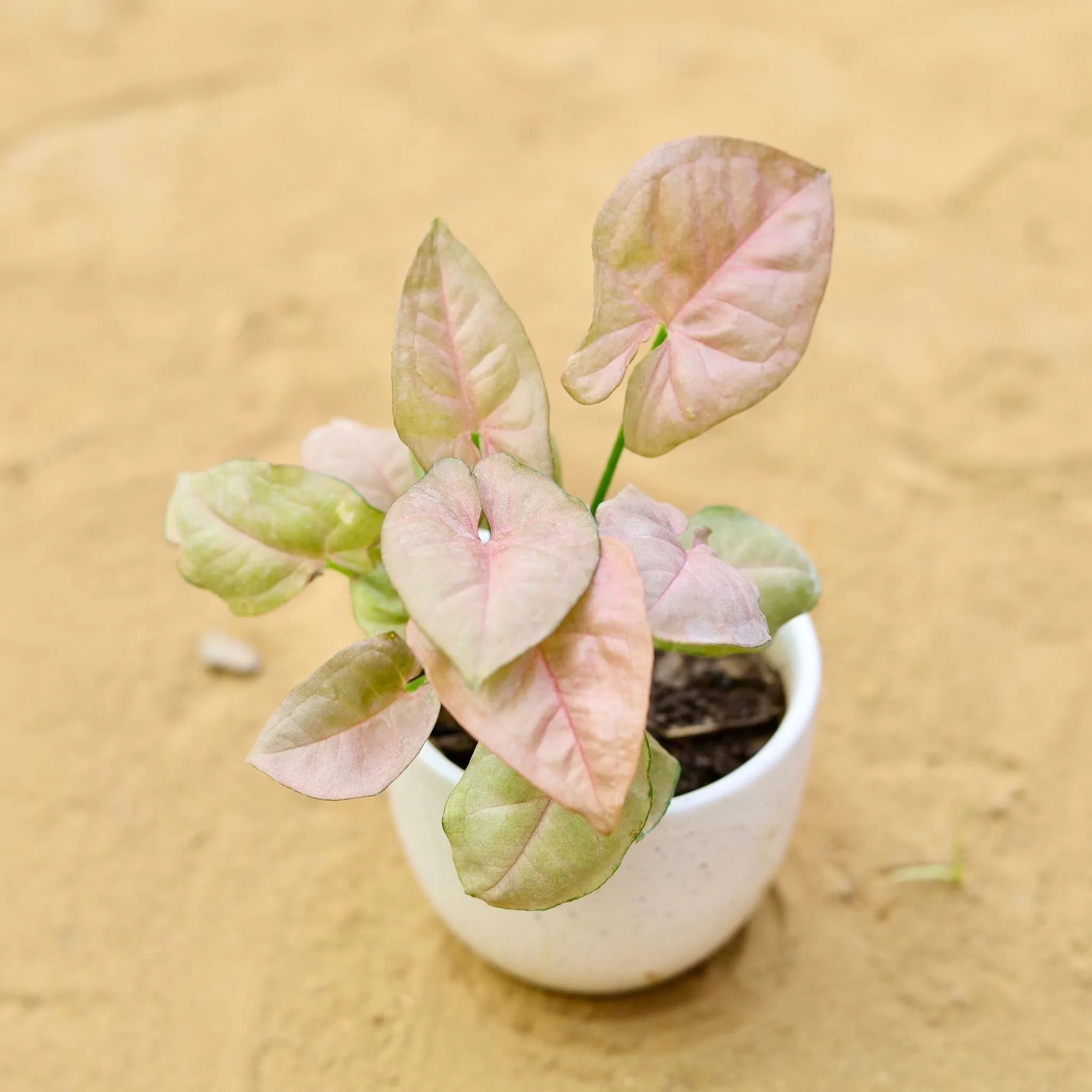 Syngonium Pixie Pink in 3 inch White Classy Cup Ceramic Pot - Minimalist Glossy Succulent Pot