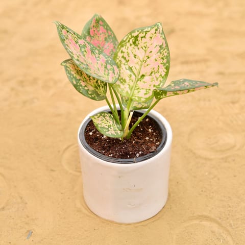 Aglaonema Pink in 4 Inch Live Fresh Plant White Minimalist Cylindrical Ceramic Pot in Sector 101