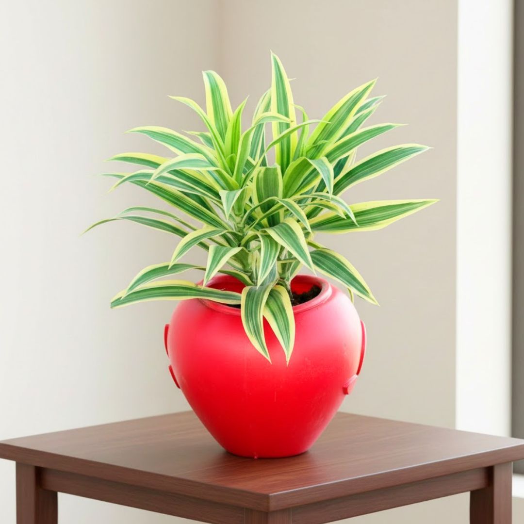 Song of India in 7 Inch Red Premium Apple Leaf Plastic Pot