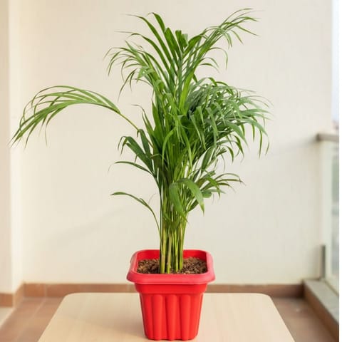 Areca Palm (~ 3.5 Ft) in 8 Inch Live Plant Red Heavy Square Plastic Pot