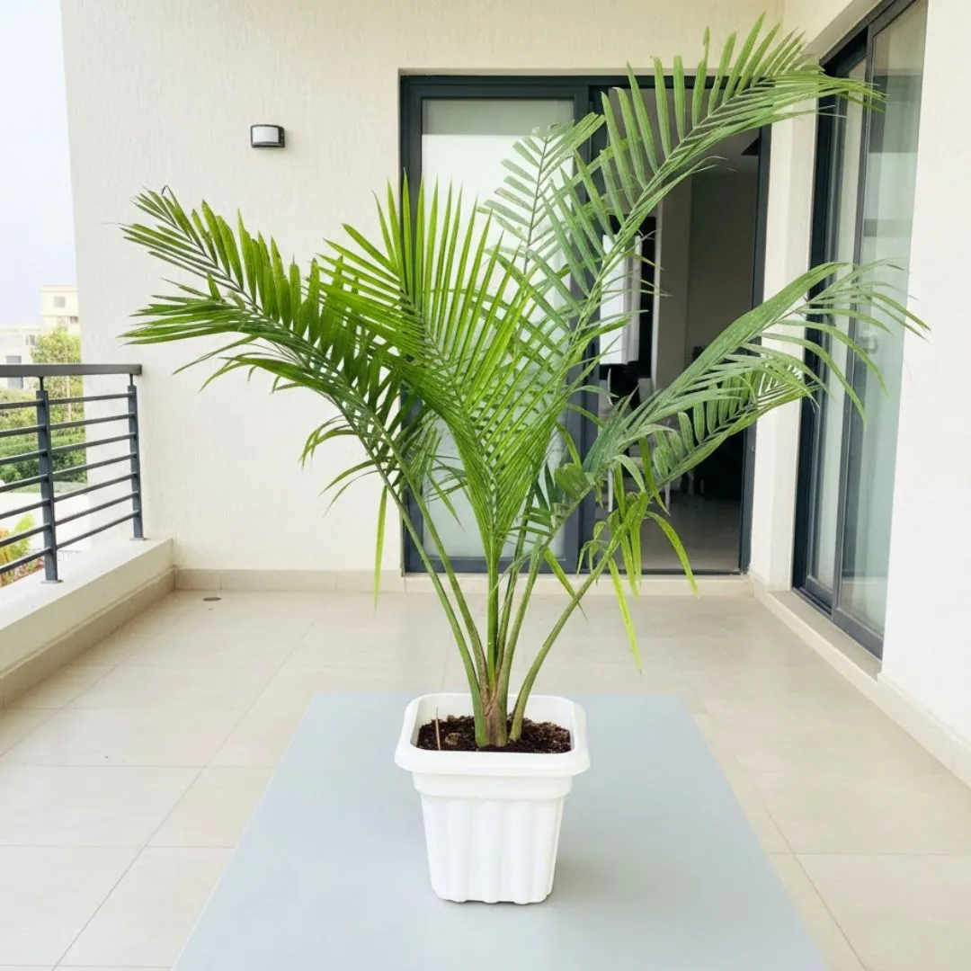 Chamaedorea Palm  in 8 Inch White Heavy Square Plastic Pot