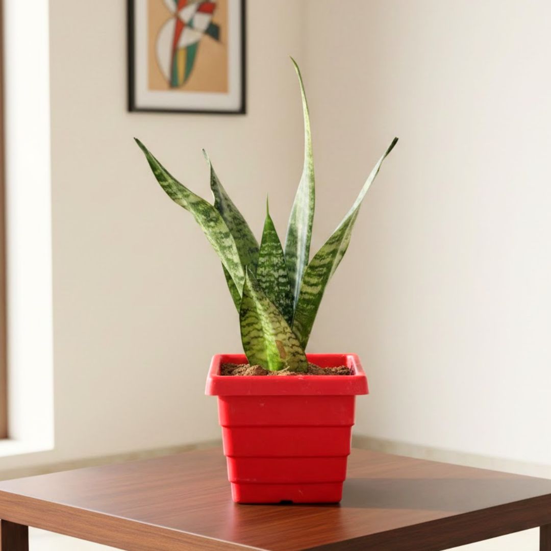 Imported Snake Superba Emerald in 6 Inch Red Premium Orchid Square Plastic Pot