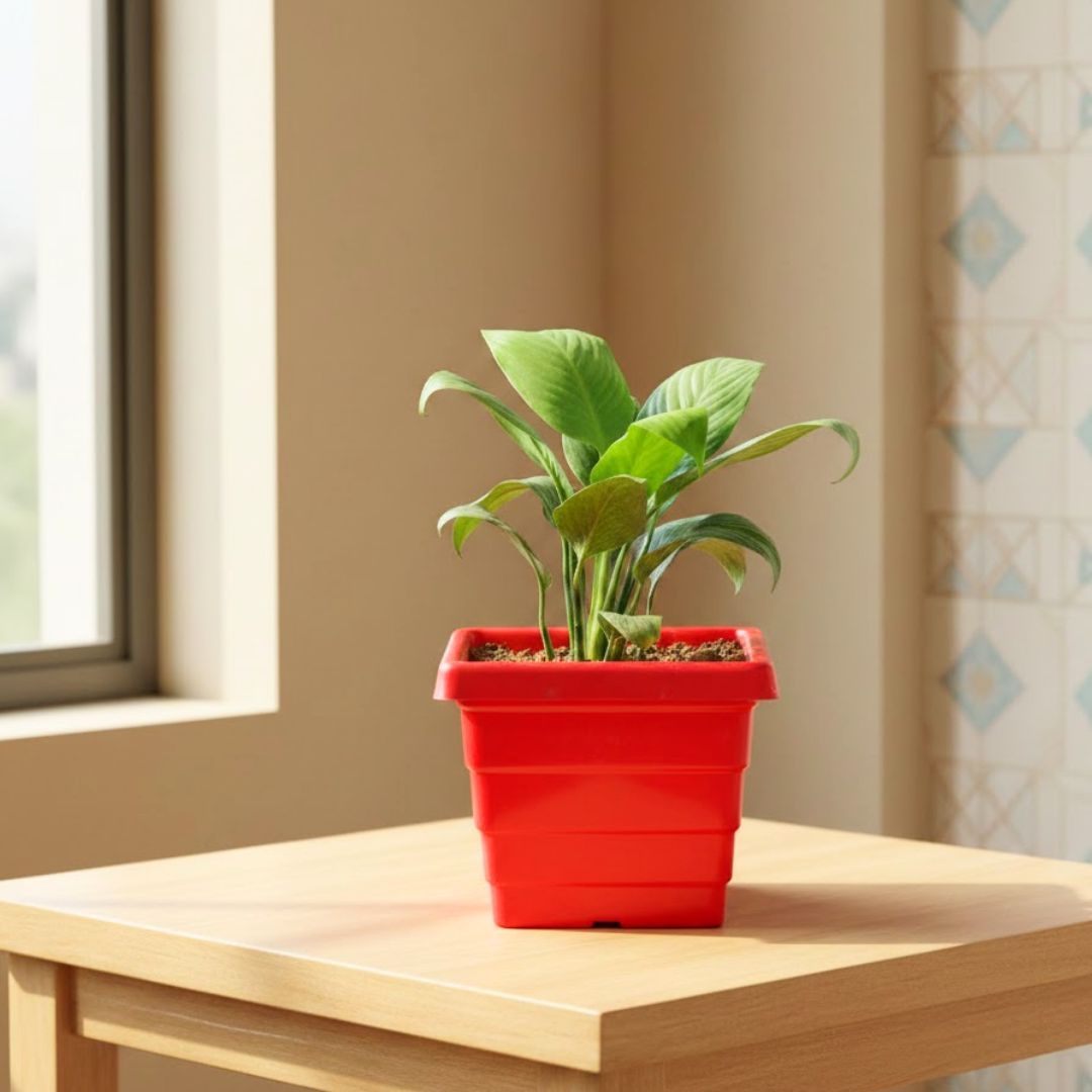 Peace Lily in 6 Inch Red Premium Orchid Square Plastic Pot