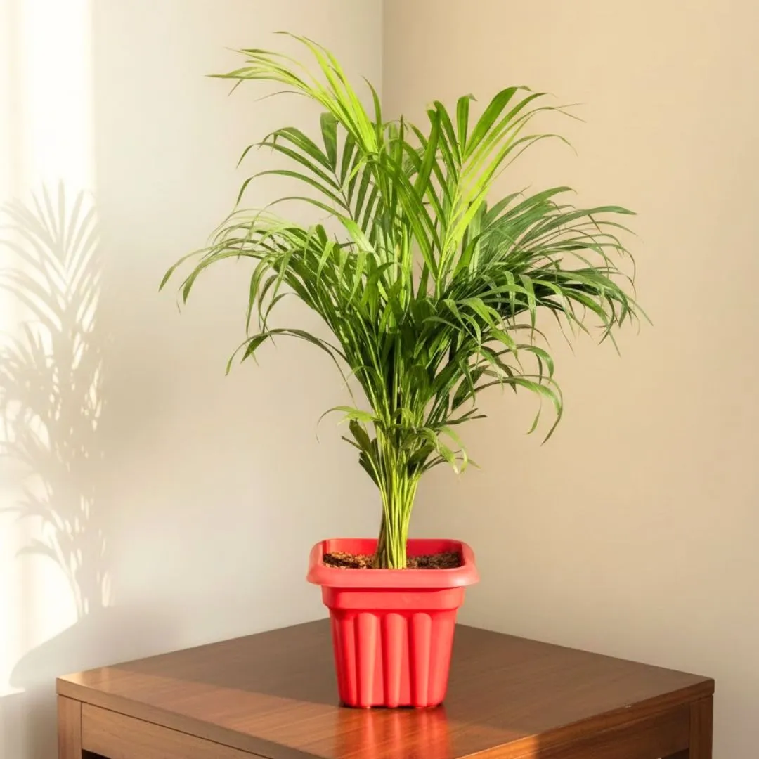 Areca Palm (~ 2 Ft) in 8 Inch Red Sunrise Plastic Pot