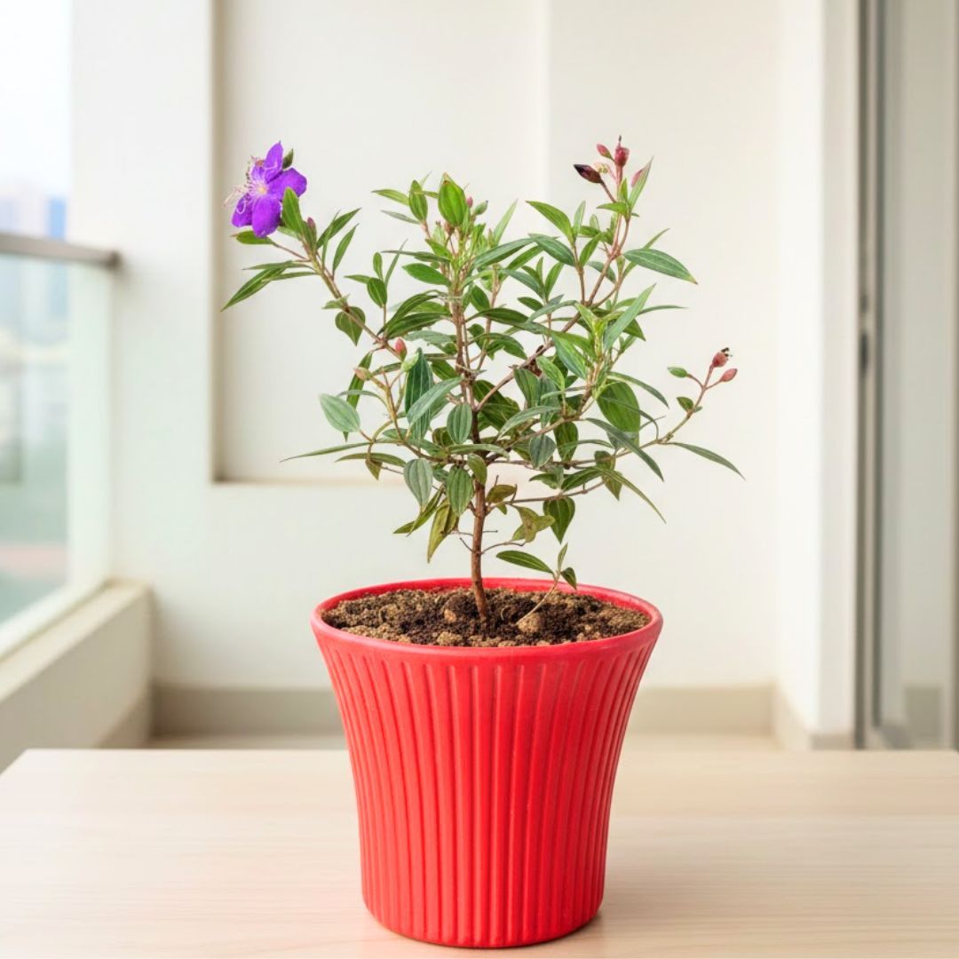 Exotic Princess Flower / Begum Bahar Purple Pune in 8 Inch Red Sunrise Plastic Pot