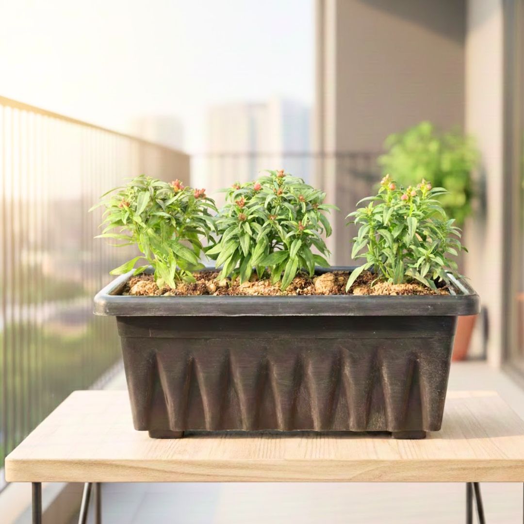 Three Dog Flower (any colour) in 17 Inch Black Premium Supreme Window Plastic Planter