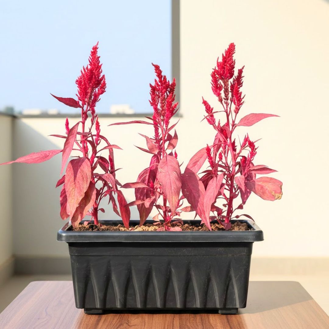 Three Celosia Red in 17 Inch Black Premium Supreme Window Plastic Planter