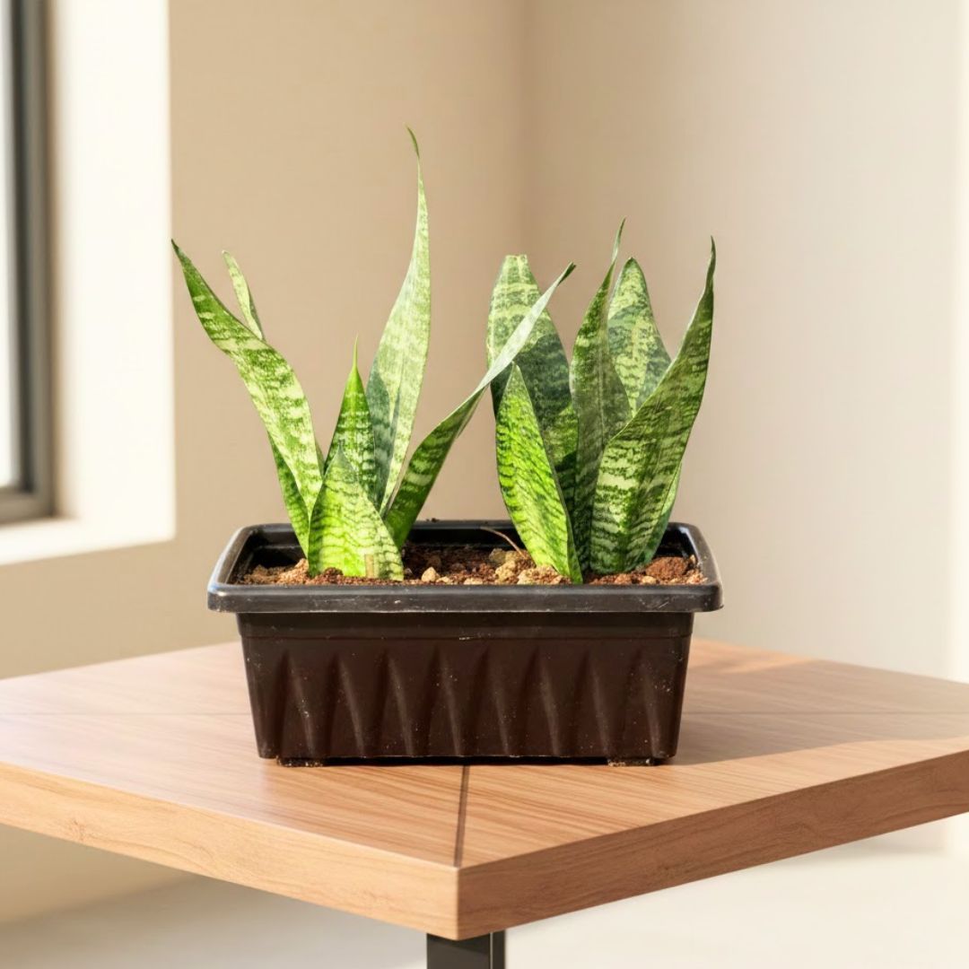 Two Snake Green in 17 Inch Black Premium Supreme Window Plastic Planter
