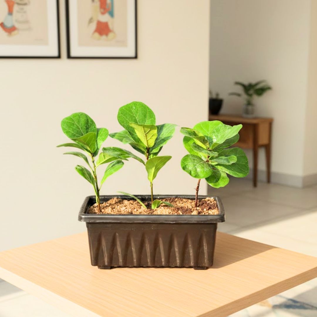 Three Fiddle Leaf Fig / Ficus Lyrata in 17 Inch Black Premium Supreme Window Plastic Planter