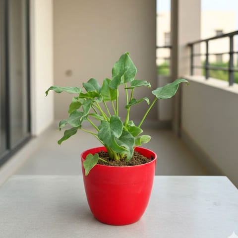 Xanadu Green in 4 Inch Red Premium Orchid Round Plastic Pot