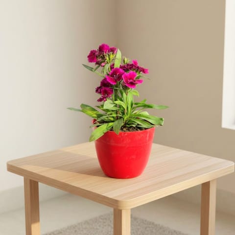 Dianthus (any colour) in 4 Inch Red Premium Orchid Round Plastic Pot
