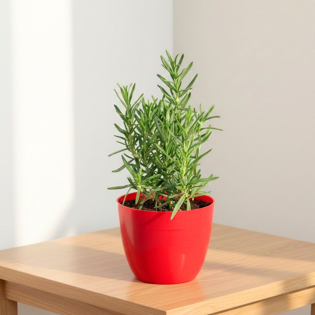 Rosemary in 4 Inch Red Premium Orchid Round Plastic Pot