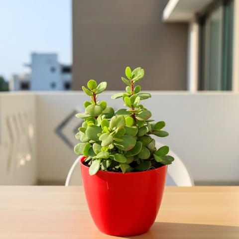 Pune Jade in 4 Inch Red Premium Orchid Round Plastic Pot
