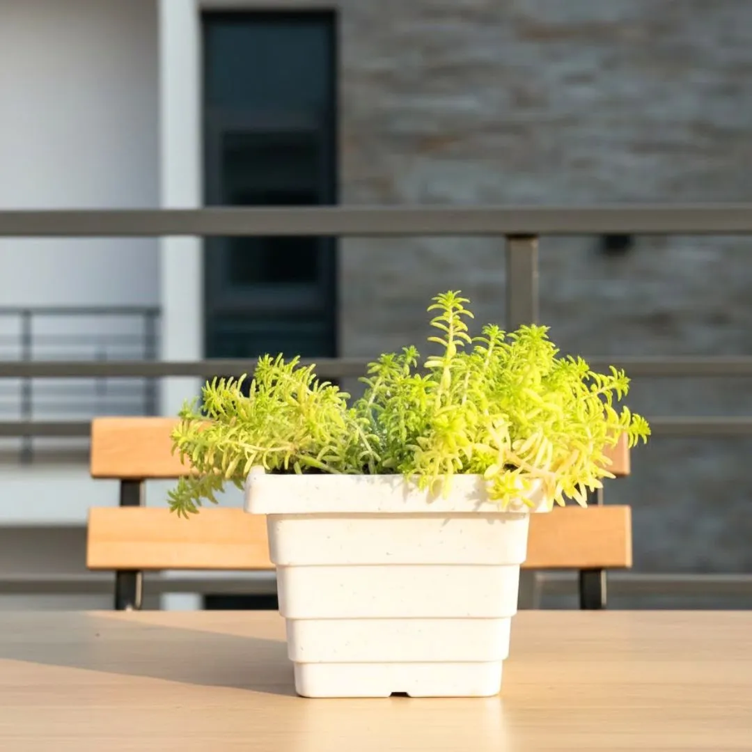Sedum Golden in 4 Inch White Marble Premium Orchid Square Plastic Pot
