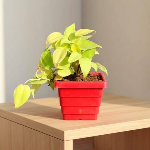 Oxycardium Golden in 4 Inch White Marble Premium Orchid Square Plastic Pot