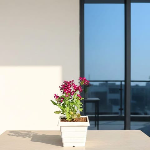 Verbena (any colour) in 4 Inch White Marble Premium Orchid Square Plastic Pot