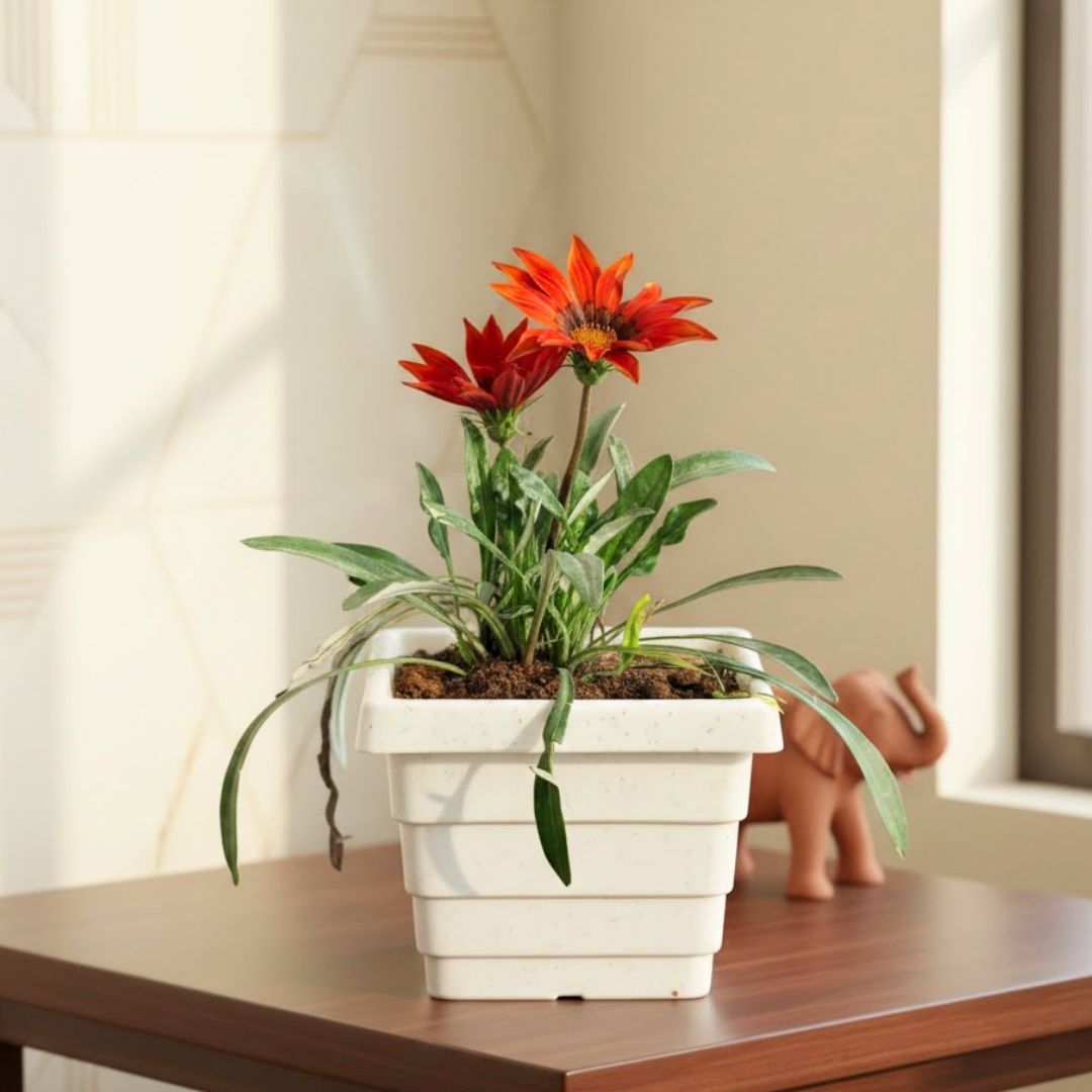 Gazania (any colour) in 4 Inch White Marble Premium Orchid Square Plastic Pot