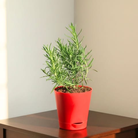 Rosemary in 4 Inch Red Florence Self Watering Pot
