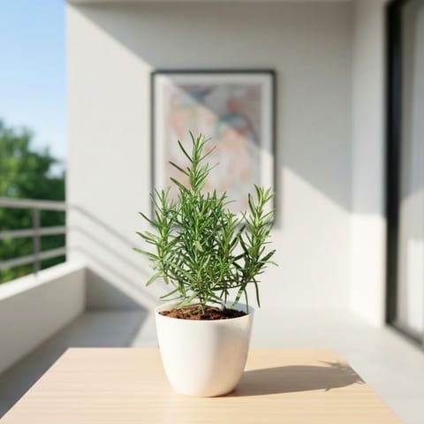Rosemary in 4 Inch White Premium Orchid Round Plastic Pot