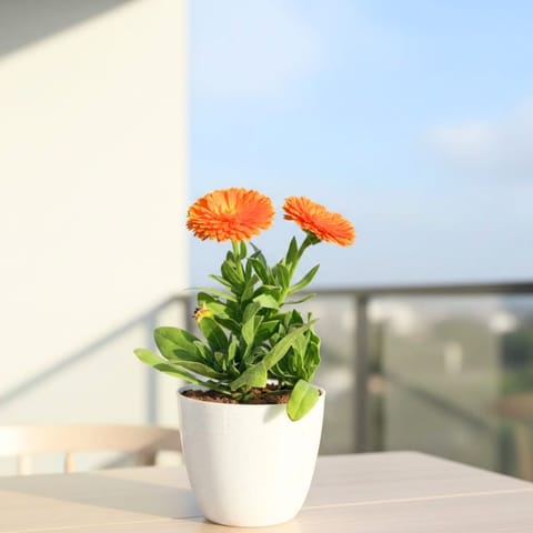 Calendula (any colour) in 4 Inch White Premium Orchid Round Plastic Pot