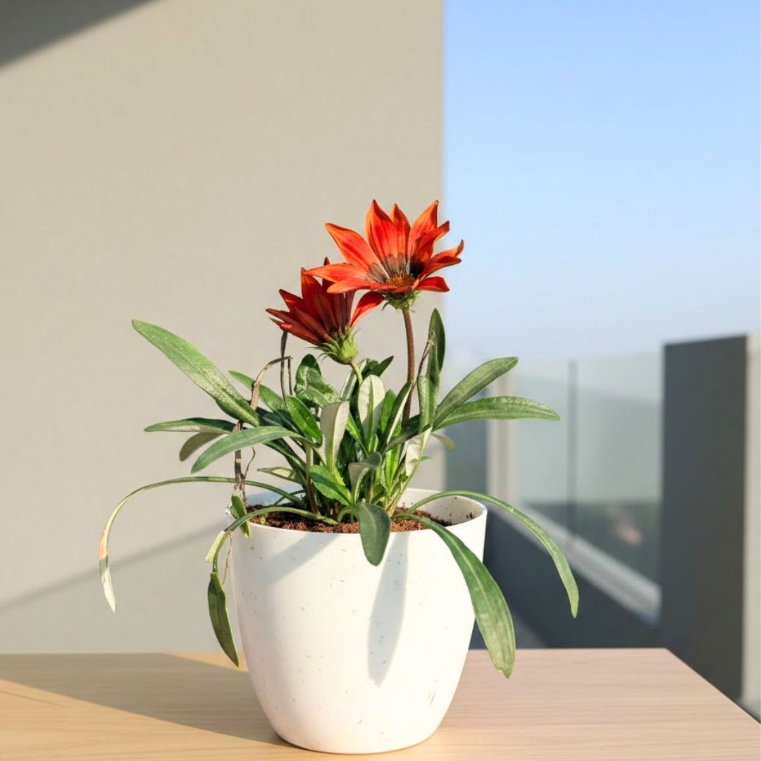 Gazania (any colour) in 4 Inch White Premium Orchid Round Plastic Pot