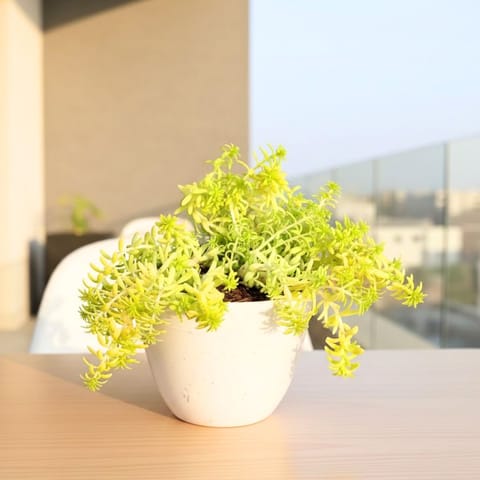 Sedum Golden in 4 Inch White Premium Orchid Round Plastic Pot
