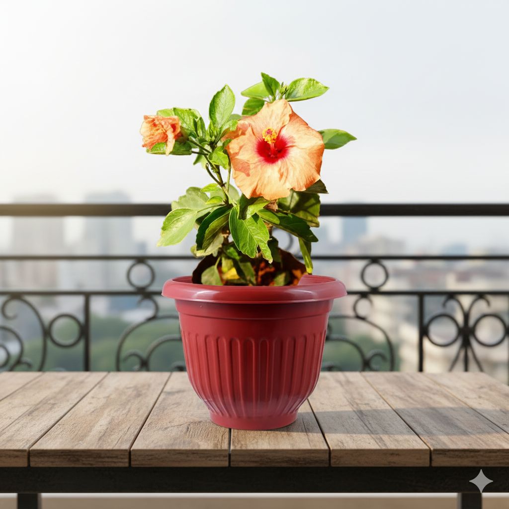 Hibiscus / Gudhal Dwarf (any colour) Pune in 8 Inch Terracotta Red Olive Plastic Pot