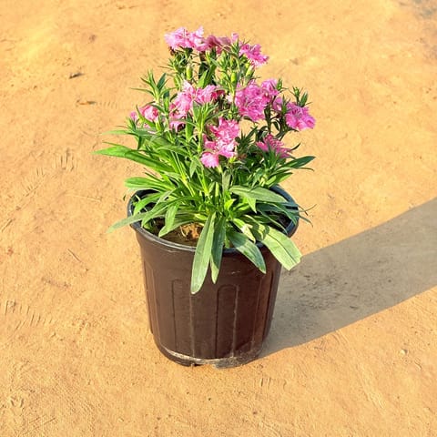 Dianthus (any colour) in 6 Inch Nursery Pot