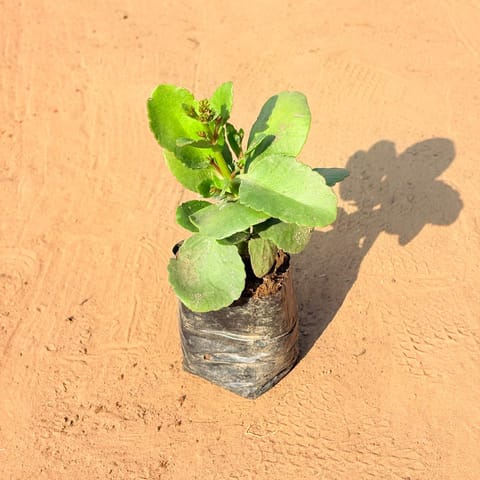 Kalanchoe Desi (any colour) in 3 Inch Nursery Bag