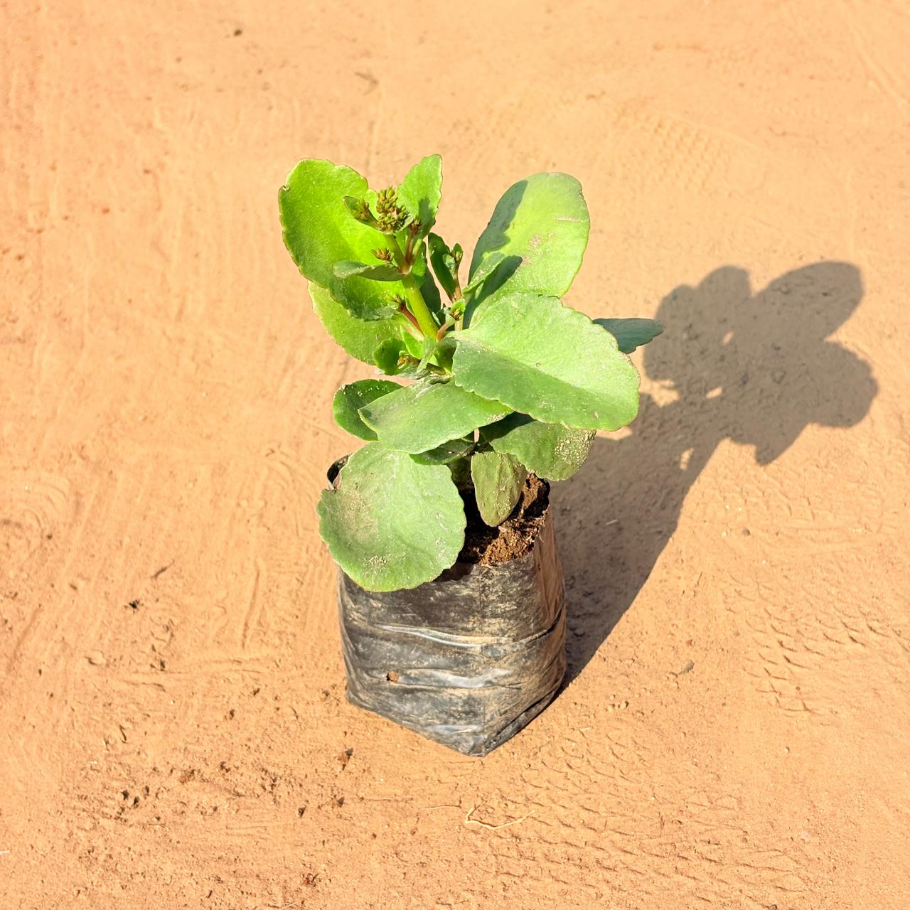 Kalanchoe Desi (any colour) in 3 Inch Nursery Bag
