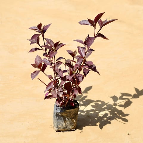 Laal Saag in 3 Inch Nursery Bag