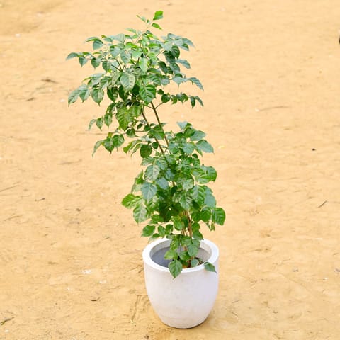 Radermachera / China Doll (~ 3.5 Ft) in 10 X 10 Inch Live Fresh Plant White Premium Convessa Fiberglass Planter in Punjabi Bagh