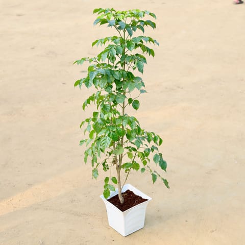 Radermachera / China Doll (~ 3.5 Ft) in 08 Inch White Premium Tokyo Square Plastic Pot