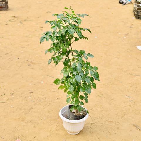 Radermachera / China Doll (~ 3.5 Ft) in 10 Inch Live Fresh Plant White Olive Plastic Pot in Dlf Phase 3